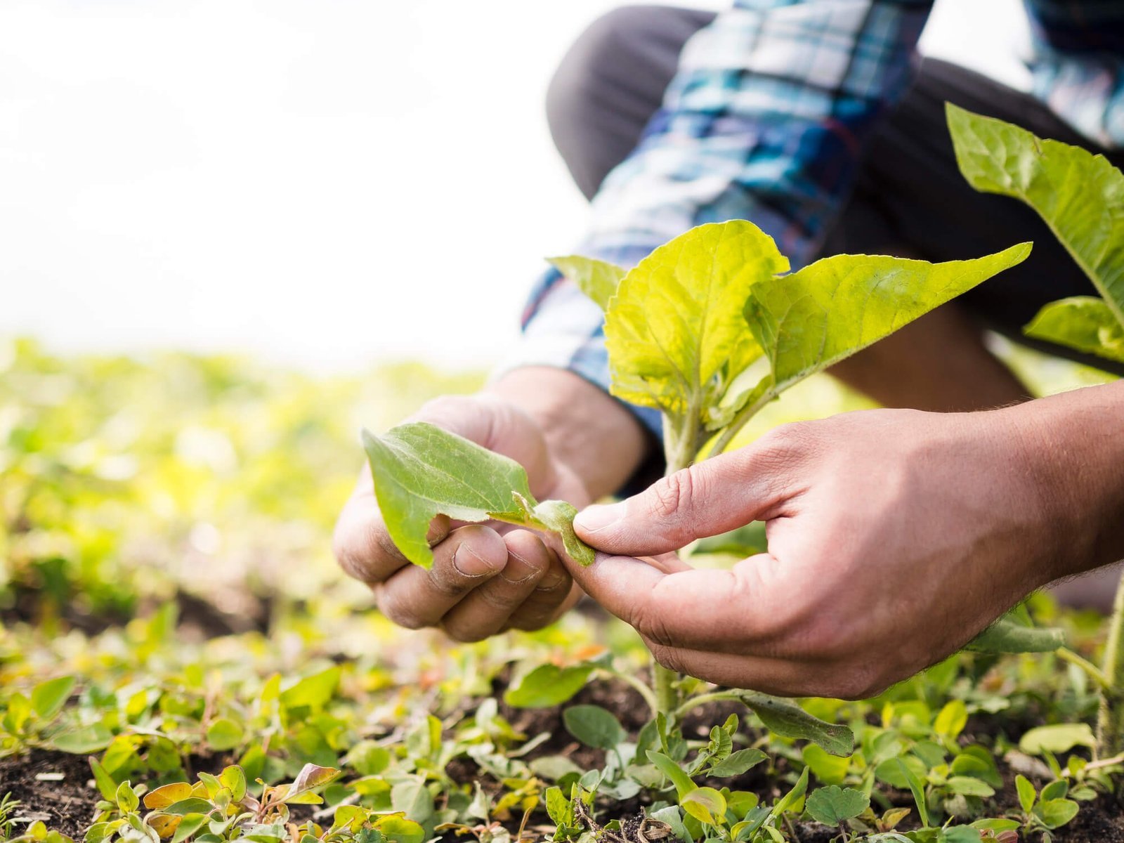 agricultura-3.jpg