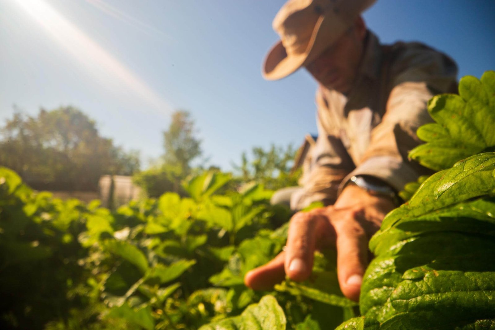 agricultura-4.jpg